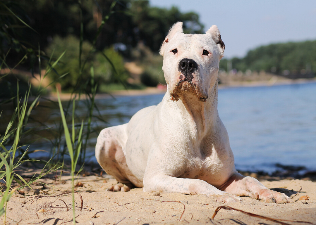 New breeds get official recognition all the time